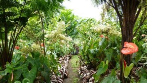 Un sendero bordeado por abundante follaje y hojas grandes, que atraviesa un jardín o entorno natural.