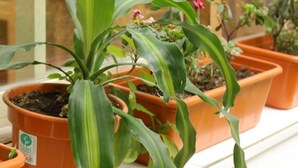 Plantas en macetas sobre un alféizar.
