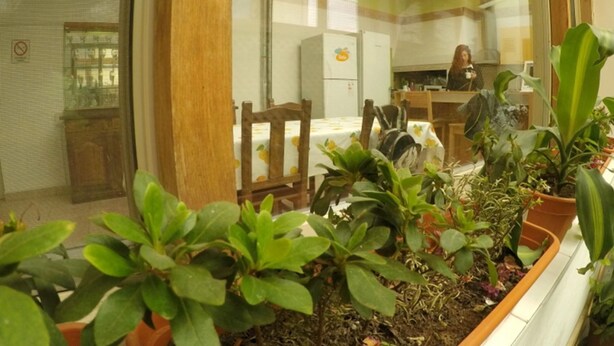 Un área de comedor con una mesa, sillas y plantas en macetas.