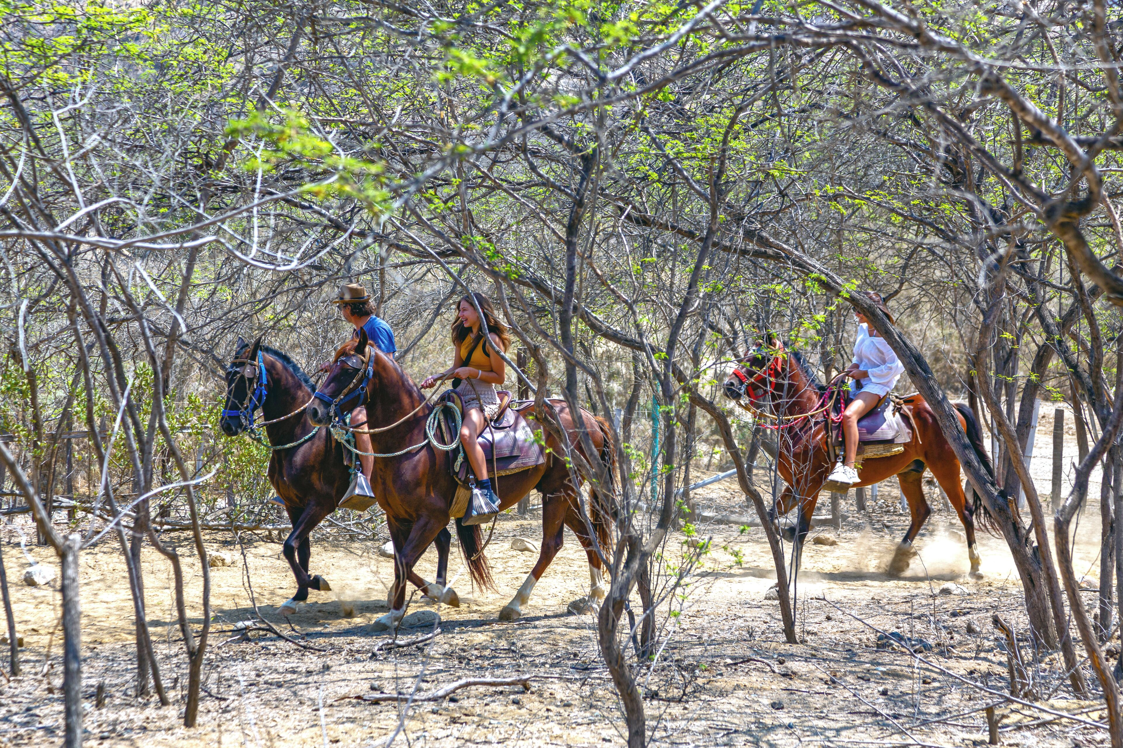 Three people riding horses through a wooded area.