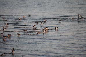 A large body of water with numerous birds flying and landing. - Soundfront home
3 Bedrooms
3 Bathrooms (Atlantic)
