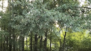 Kaksi rottinkituolia, joissa on vaaleansiniset tyynyt, on asetettu kuvioidun ulkotilamatton päälle, ja taustalla näkyy metsäinen alue.
