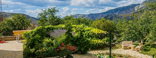 Cherry Tree With Pool Near Split
