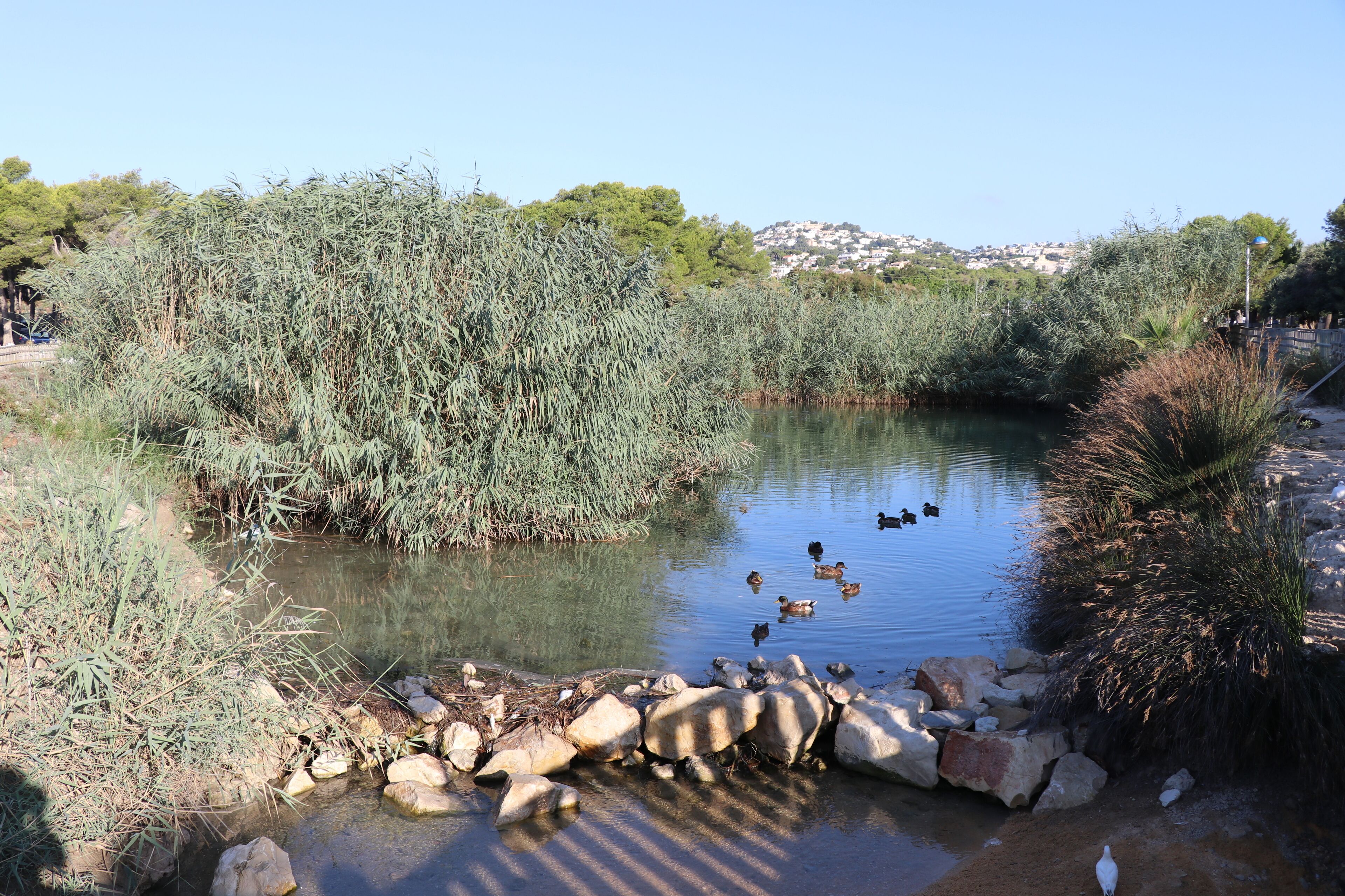 A serene pond with ducks, surrounded by dense vegetation and rocks.