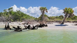 A beach with clear water, driftwood, and palm trees. - Sun, beach, and great deals: Huge discounts on vacation destinations! (Cape Coral)