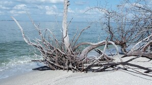 A beach with a prominent dead tree trunk and branches. - Sun, beach, and unbeatable prices! (Fort Myers)