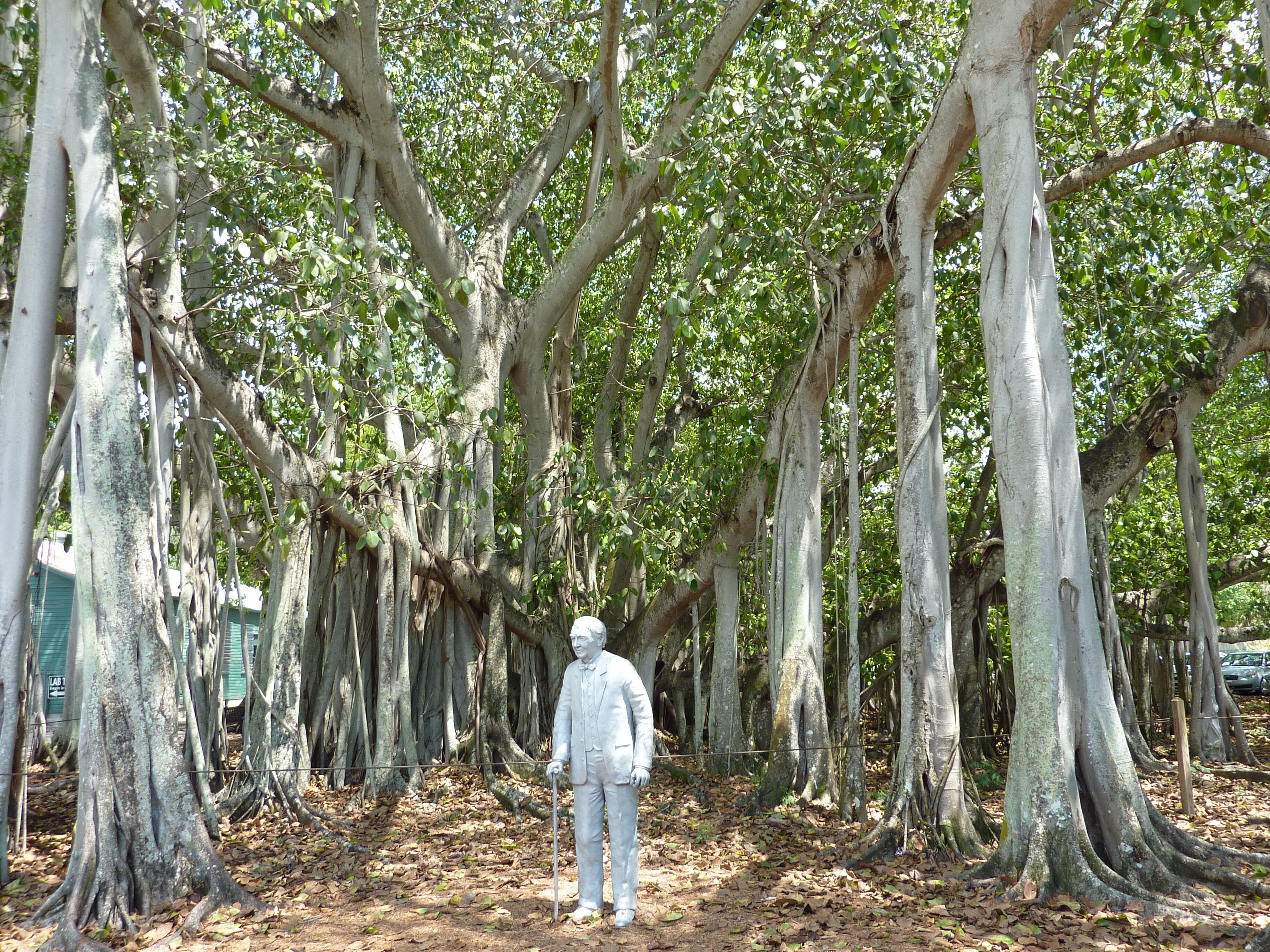 Een standbeeld van een man in pak, staand in een bos met hoge bomen en dikke wortels.