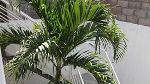 Una escalera con barandilla de metal, una palmera y un muro de ladrillo al fondo.
