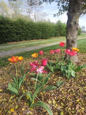 Property grounds - 1945 Farmhouse Cottage Near Asheville & The Biltmore Estate – Pup friendly! (Asheville)