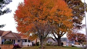 A residential area with houses, a large tree with autumn leaves, and a flag.
