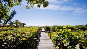 Un sentier en bois traverse un jardin où la végétation luxuriante contraste avec un ciel d’un bleu éclatant.