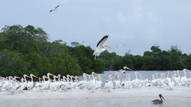 A beach with a large flock of white birds, likely pelicans, and a few seagulls flying above. - Dream holiday at a great price – now with massive discounts! (Fort Myers)