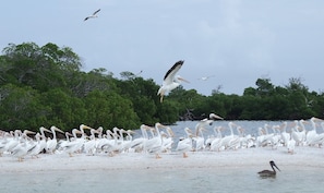A beach with a large flock of white birds, likely pelicans, and a few seagulls flying above. - Golden Autumn, Great Rates – Book Your Getaway Now! (Fort Myers)