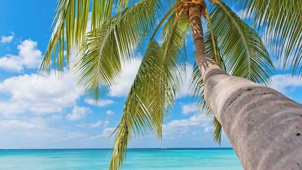 Een strandbeeld met een palmboomstam en helder turquoise water.