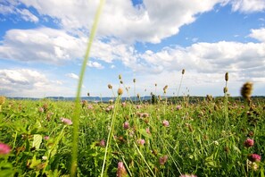 A field of wildflowers with a clear sky and distant hills. - Hotel Reinhardtshof Garni (Wolfschlugen)
