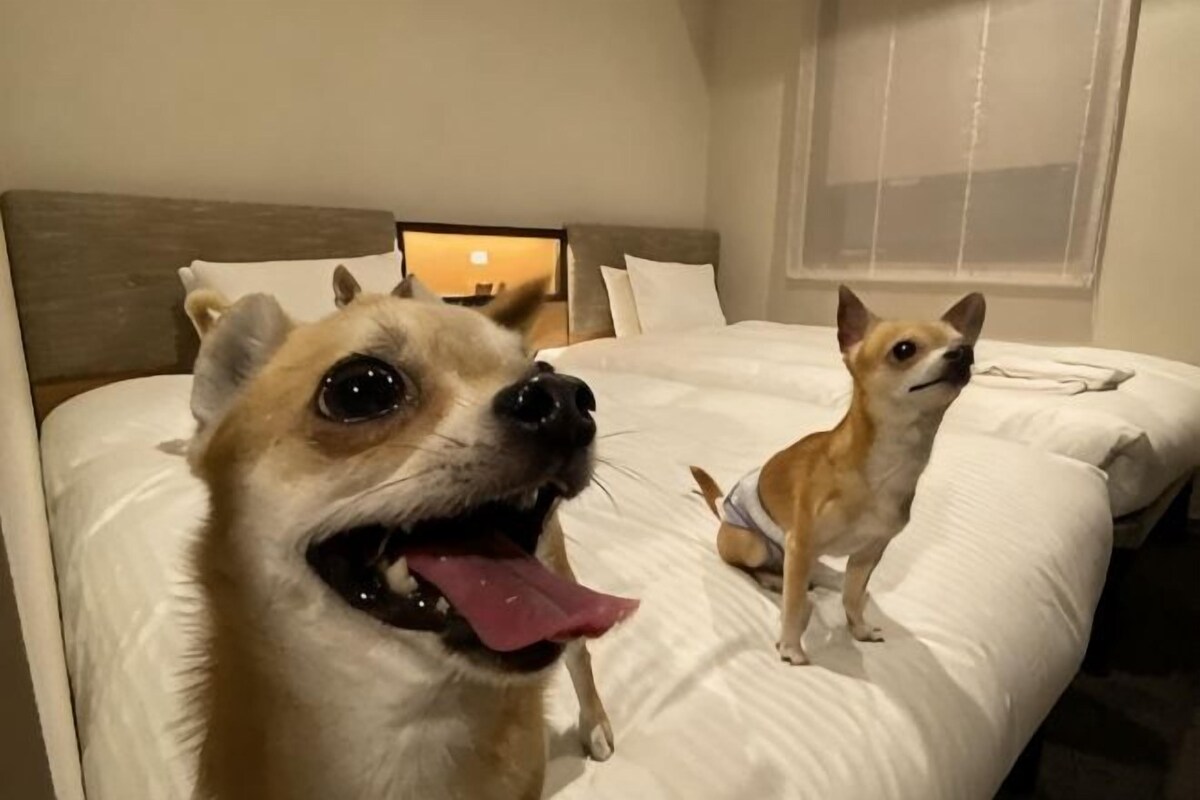 A hotel room with a bed, a nightstand, and a window with blinds.