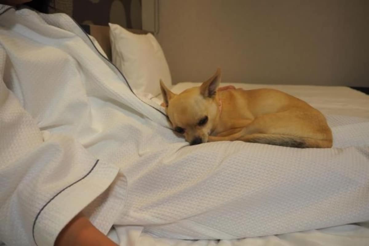 Um cão deitado em uma cama com roupa de cama branca.