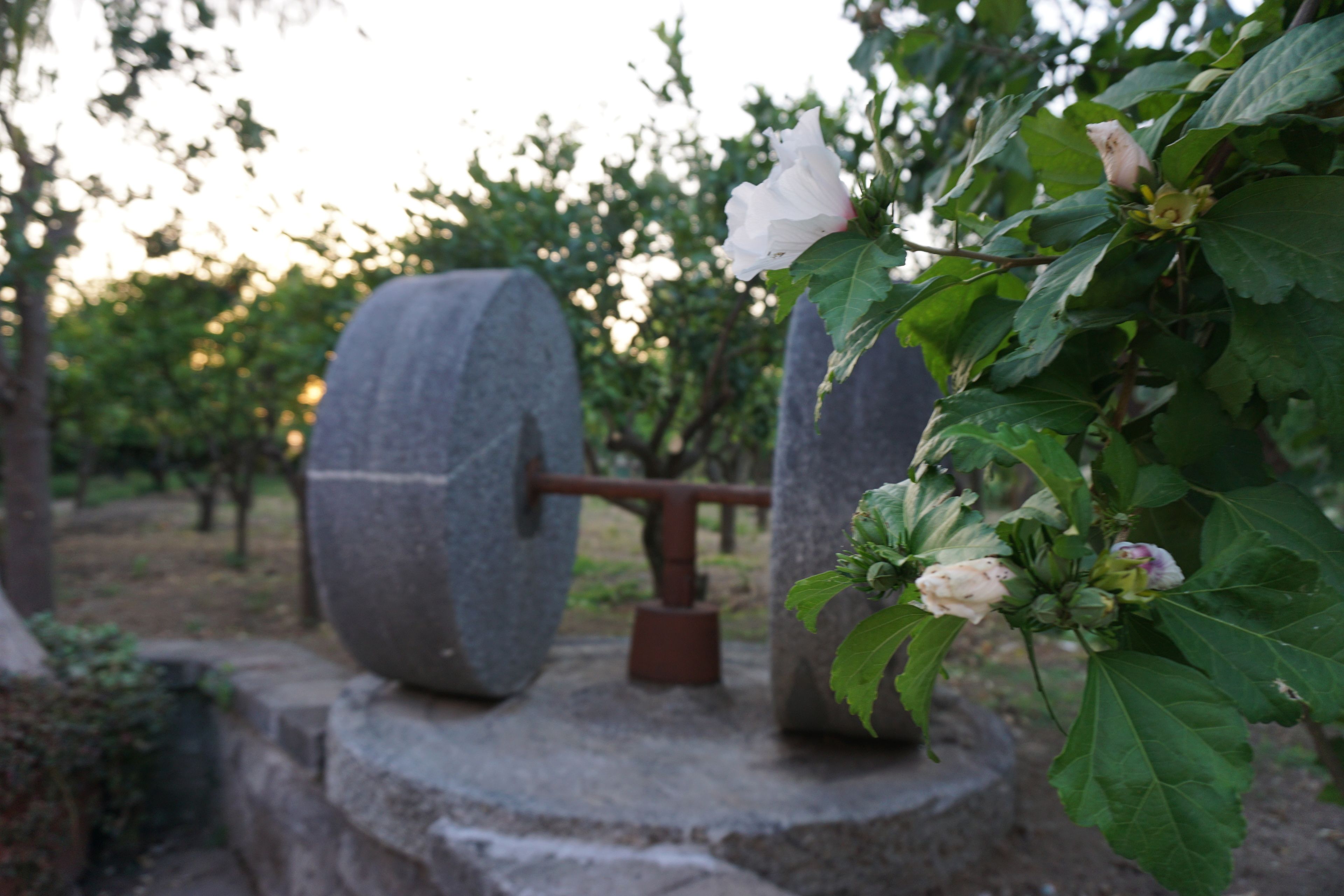 Foto - Lemon Factor Sorrento