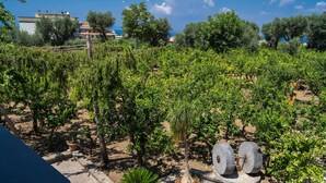 A vineyard with rows of grapevines, potted plants, and a stone structure. - Lemon Factor Sorrento (Sorrento)