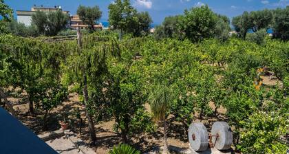 Lemon Factor Sorrento