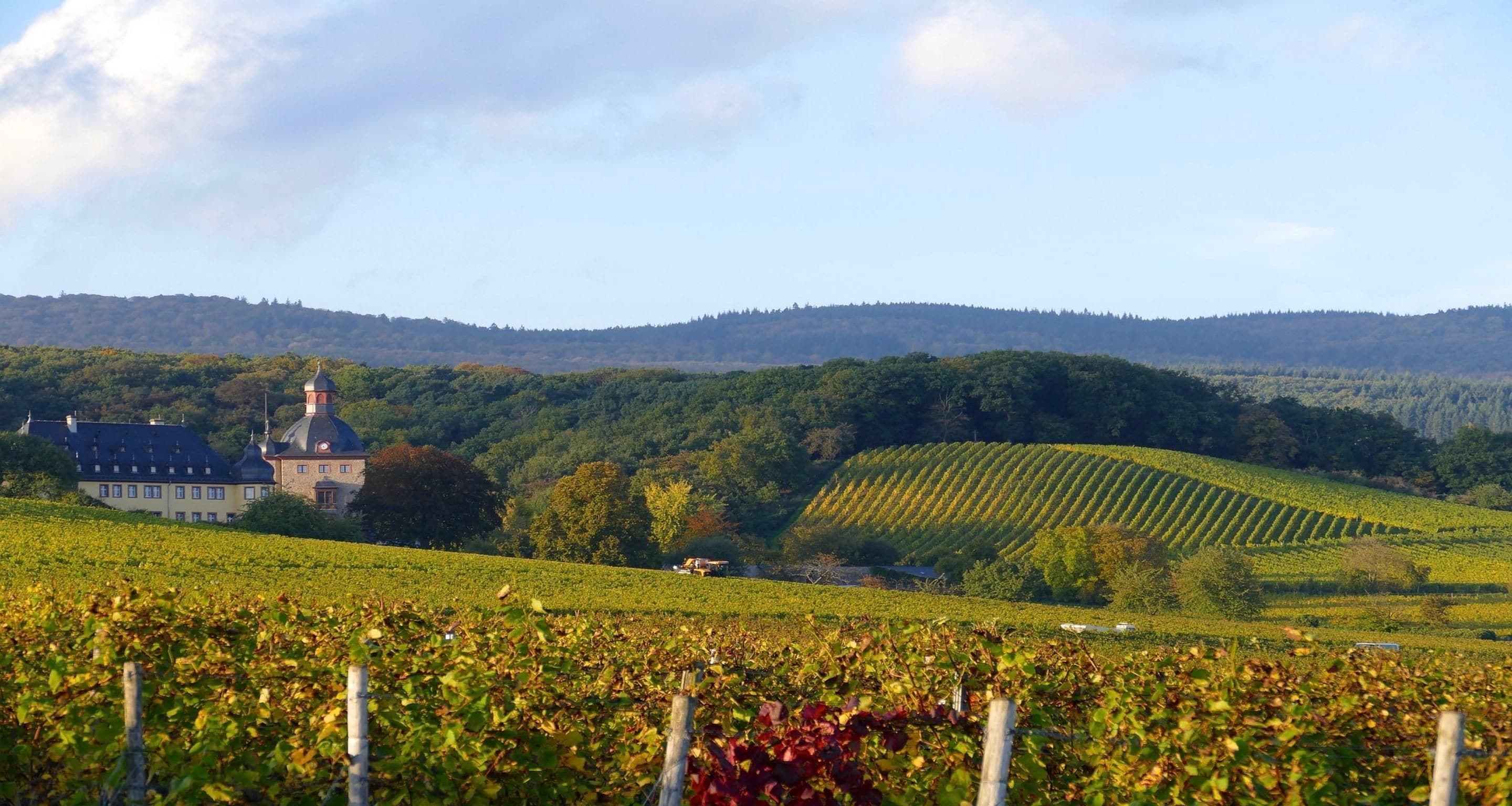 A vineyard with rows of grapevines, a building with a dome, and rolling hills in the background.