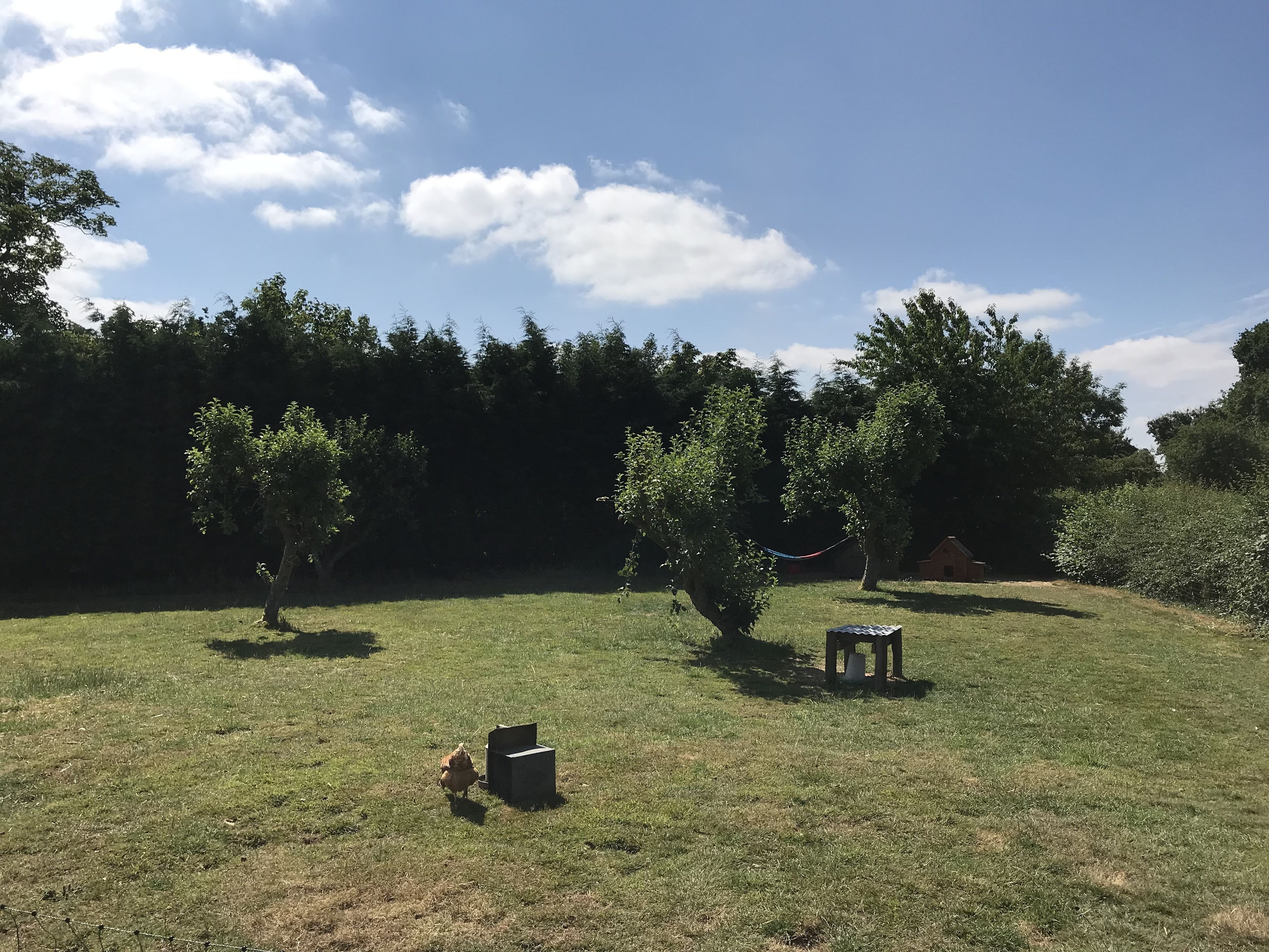 A grassy outdoor area with trees and a small structure.