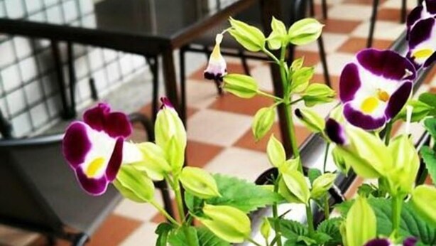 Una planta en maceta con flores moradas y blancas en un espacio público interior con suelo de baldosas y mobiliario metálico.