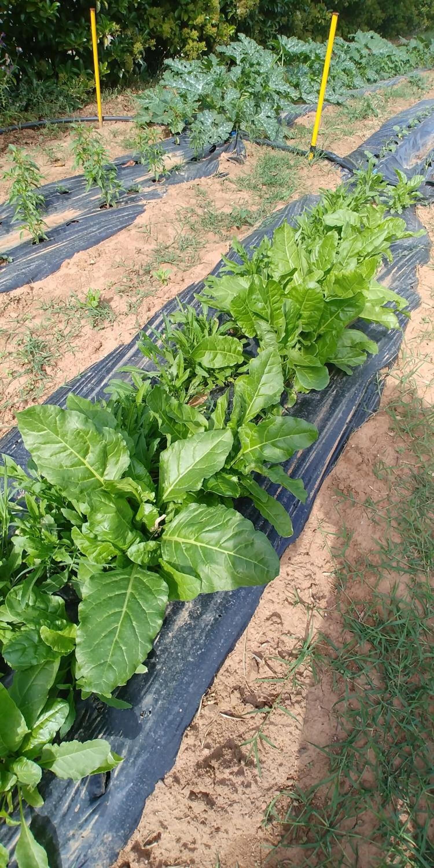 A garden with rows of leafy vegetables growing in black plastic mulch.