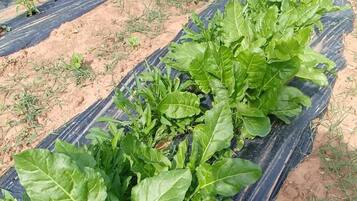 A garden with rows of leafy vegetables growing in black plastic mulch.