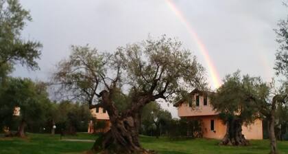 La Piana degli Ulivi