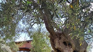 Un albero imponente con un tronco robusto e una fitta chioma, in una zona erbosa con un edificio sullo sfondo.