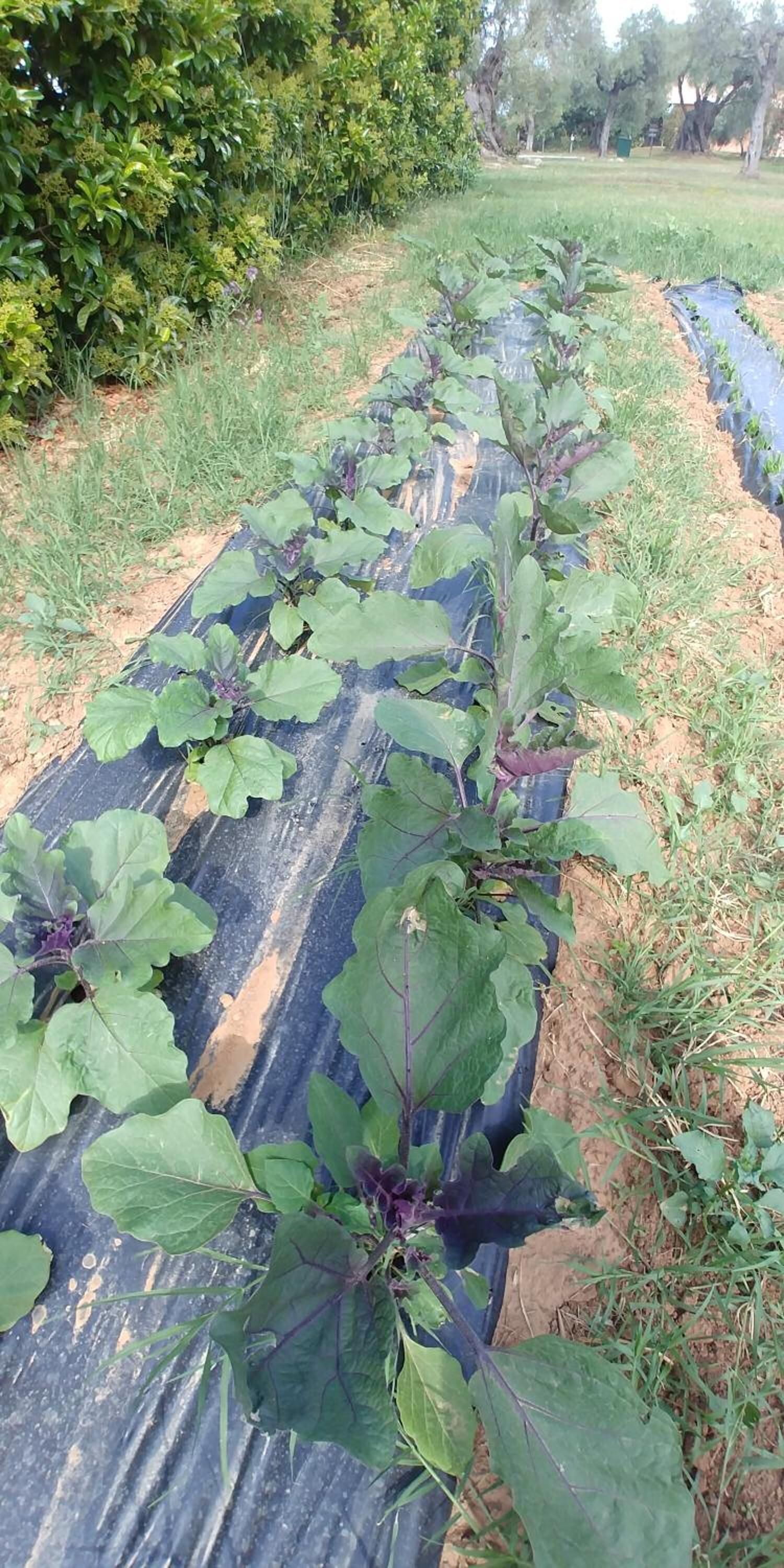 Un jardin où les plantes à feuilles abondantes sont disposées en rangées sur un paillis de plastique noir.