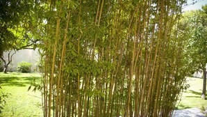 A bamboo grove in a garden setting. - La Villa della Meda (Taranto)