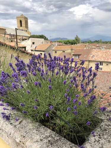 Entre vignes et dentelles