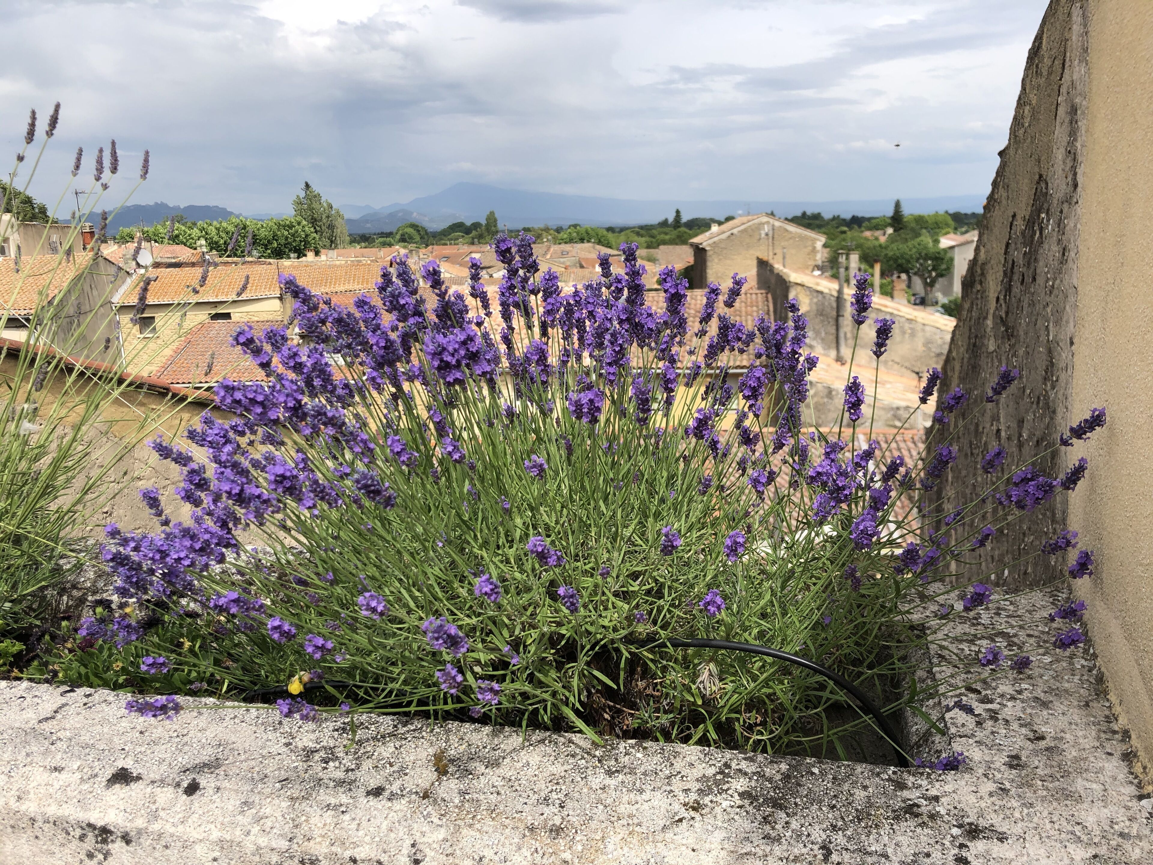 A rooftop garden with lavender plants and a view of a town with terracotta roofs and mountains in the distance.