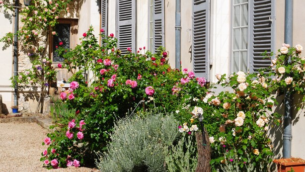 A building with a garden featuring pink and white roses, a stone wall, and a wooden bench. - Hotel Particulier Le Ragois (Richelieu)