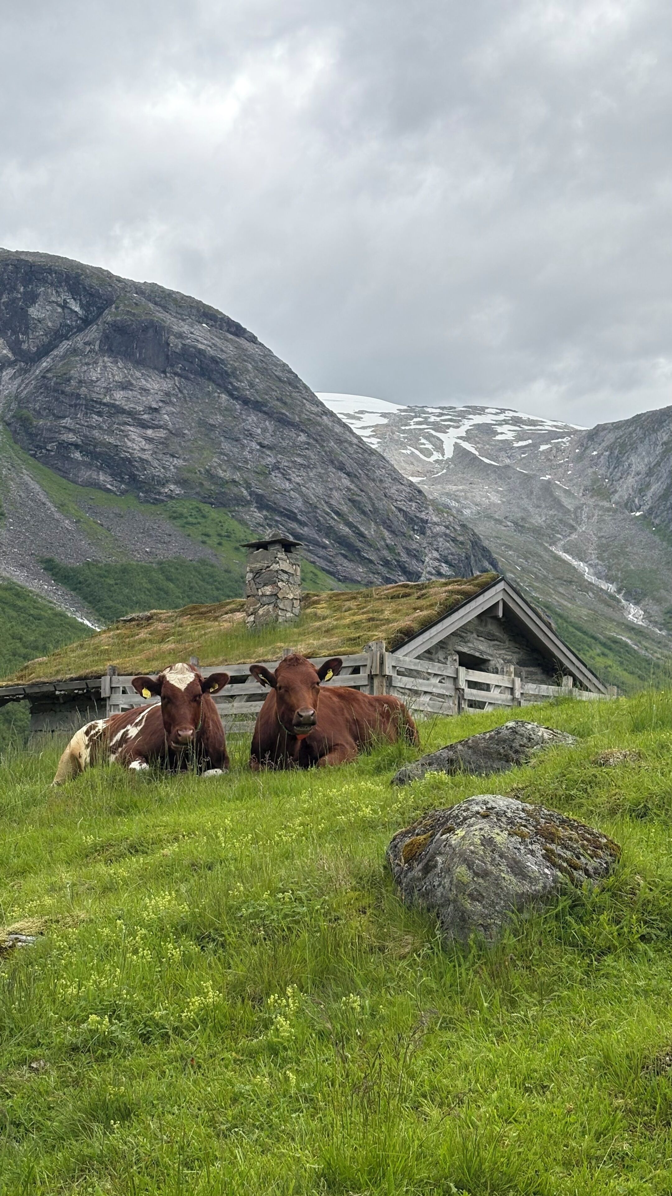 Un paisaje montañoso con una cabaña de madera y vacas al frente.
