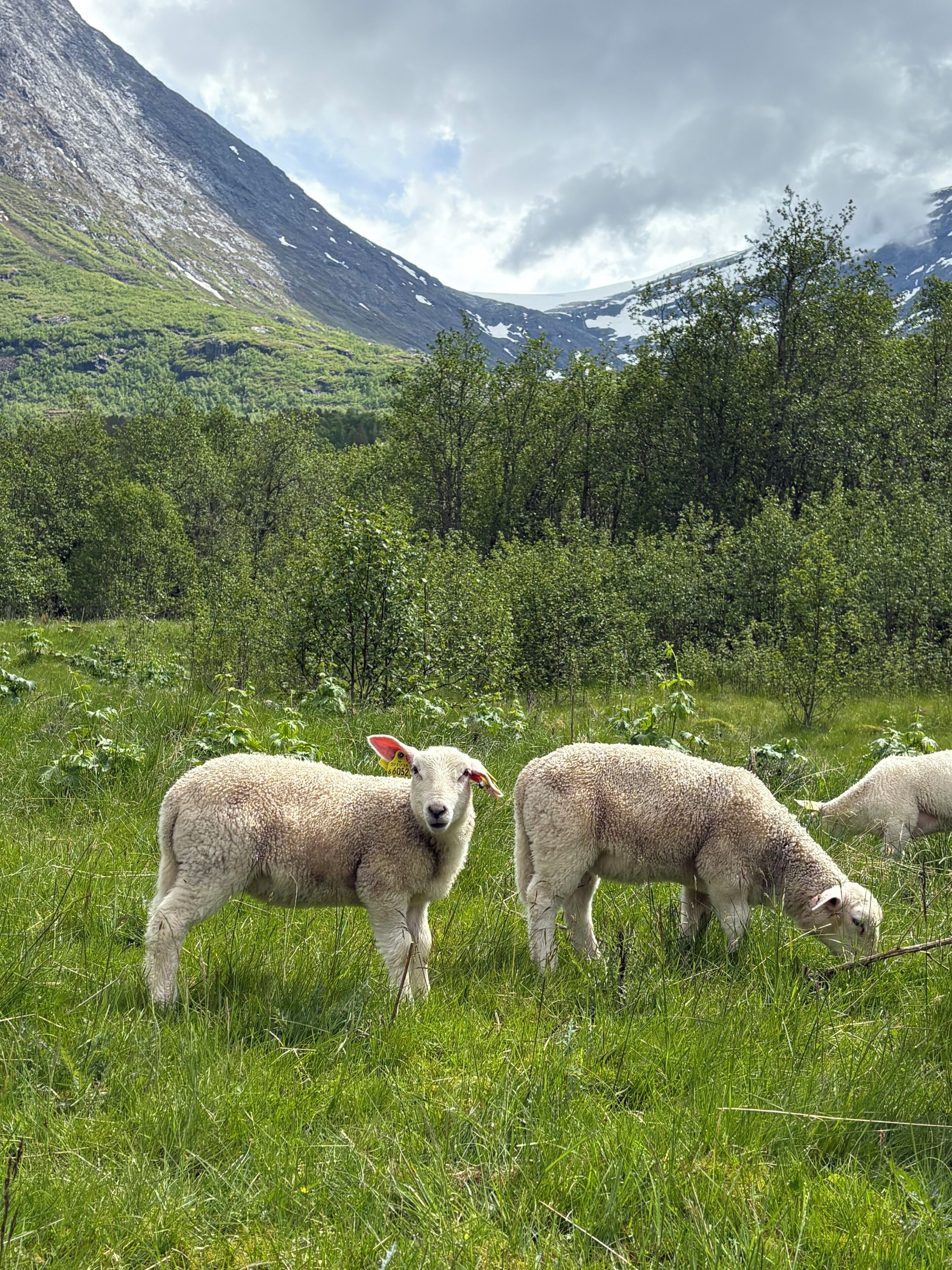 A grassy field with sheep grazing, surrounded by trees and mountains.
