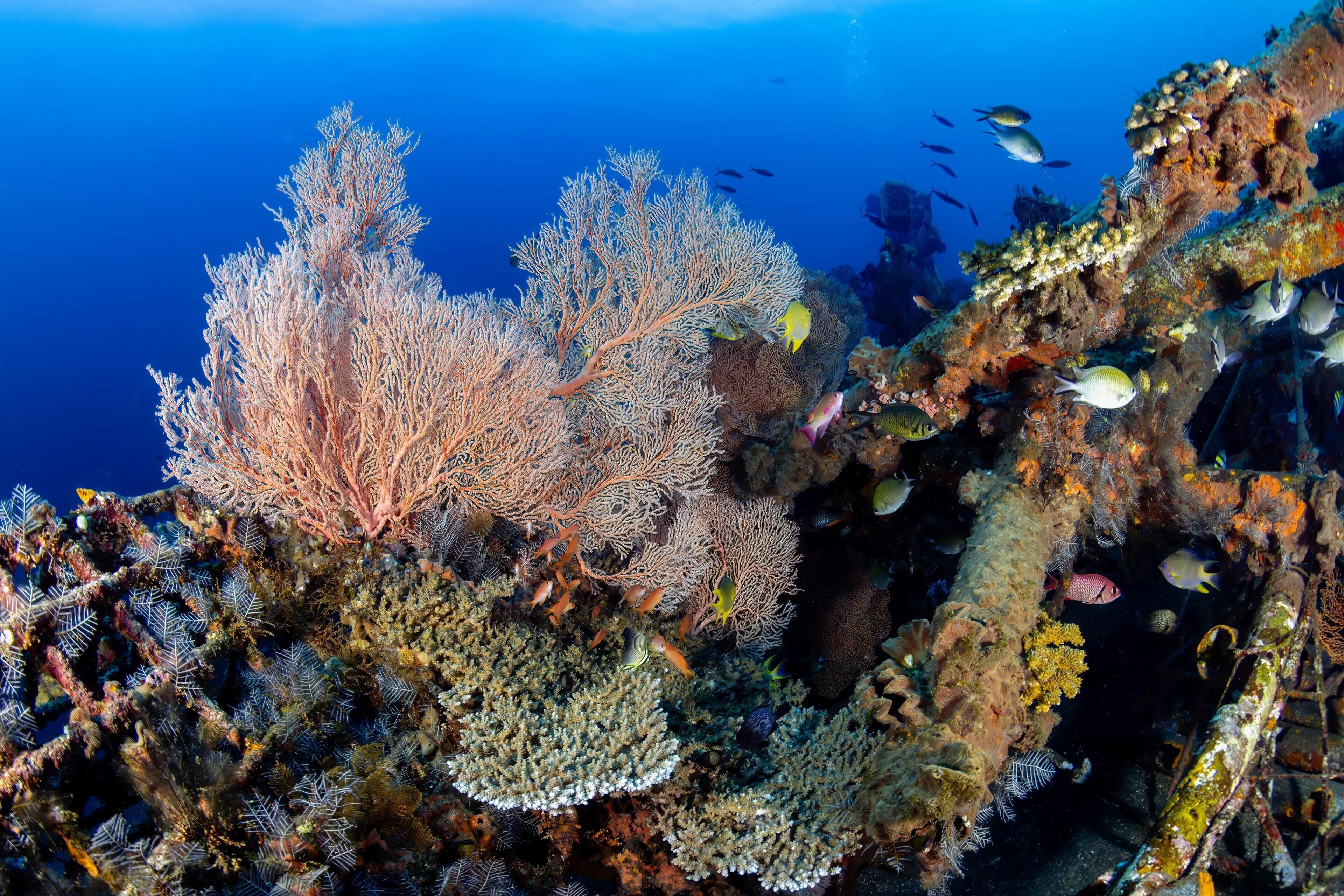 A coral reef with various fish species, indicating a vibrant marine ecosystem.