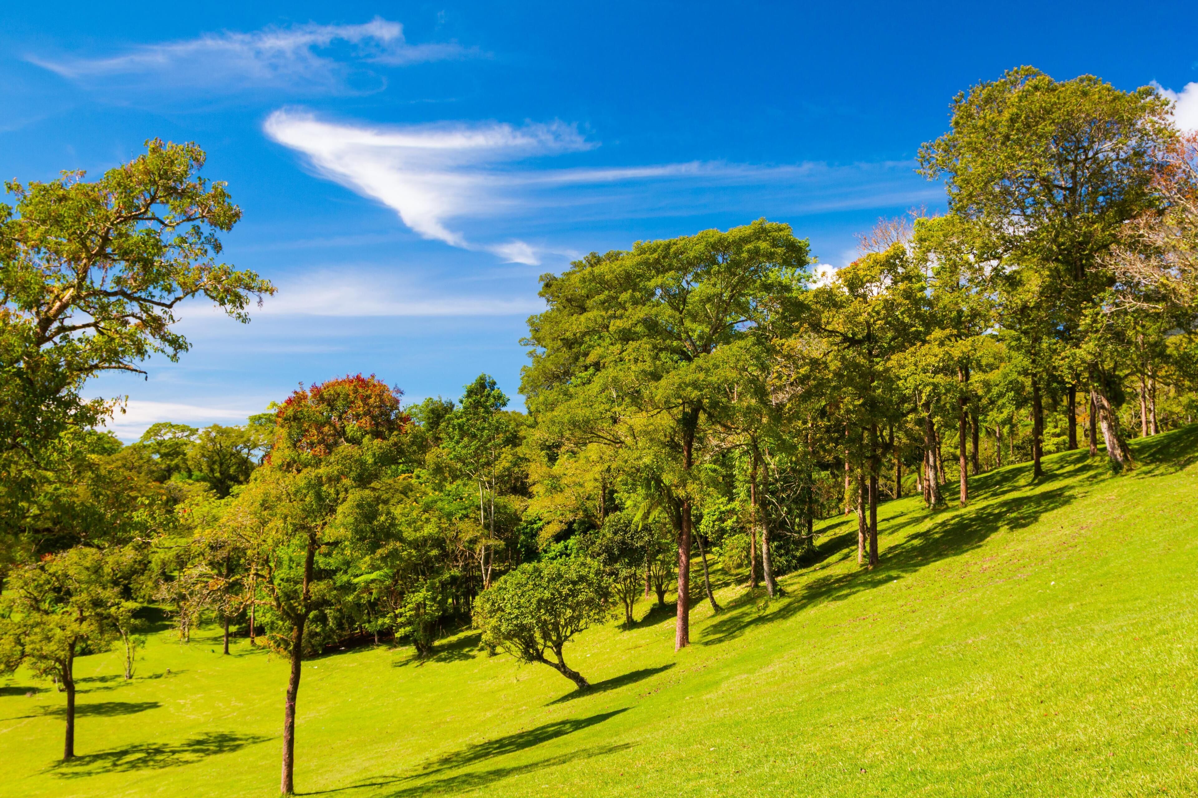 A lush green landscape with a variety of trees and a clear blue sky.