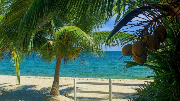 Escena de playa con una palmera, cocos y una valla de madera.
