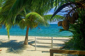 A beach scene with a palm tree, coconuts, and a wooden fence. - Julia´s Cabanas (Placencia)