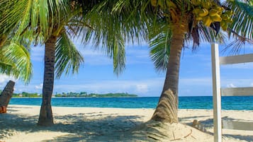 A beach with palm trees and a clear view of the ocean.