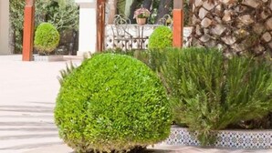 Um espaço ao ar livre coberto com uma palmeira, plantas em vasos e um muro de pedra.