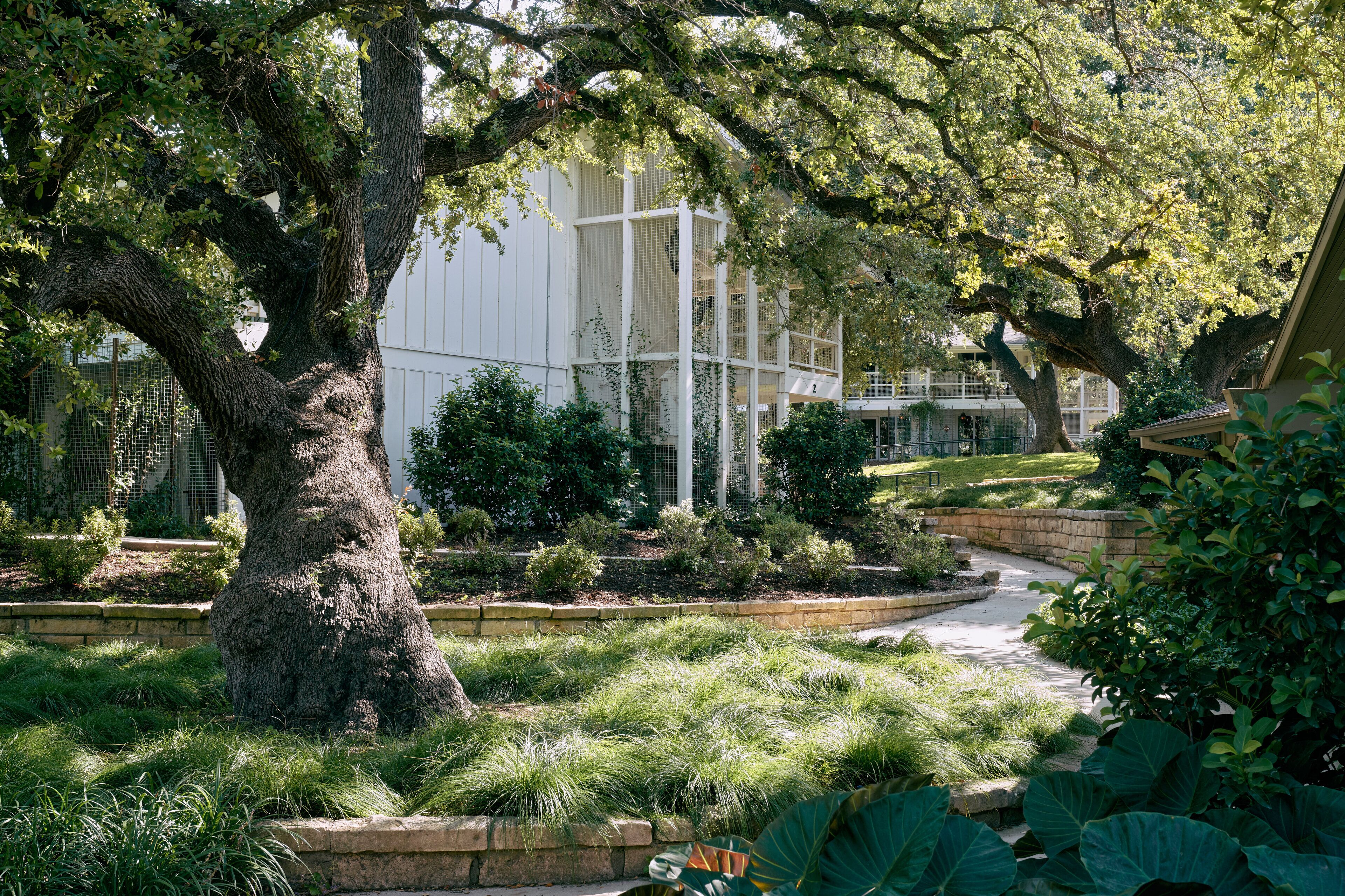 A landscaped garden with a large tree, a pathway, and a building with a white facade.