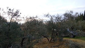 Un paysage naturel avec des arbres, un sentier de terre et un véhicule garé.