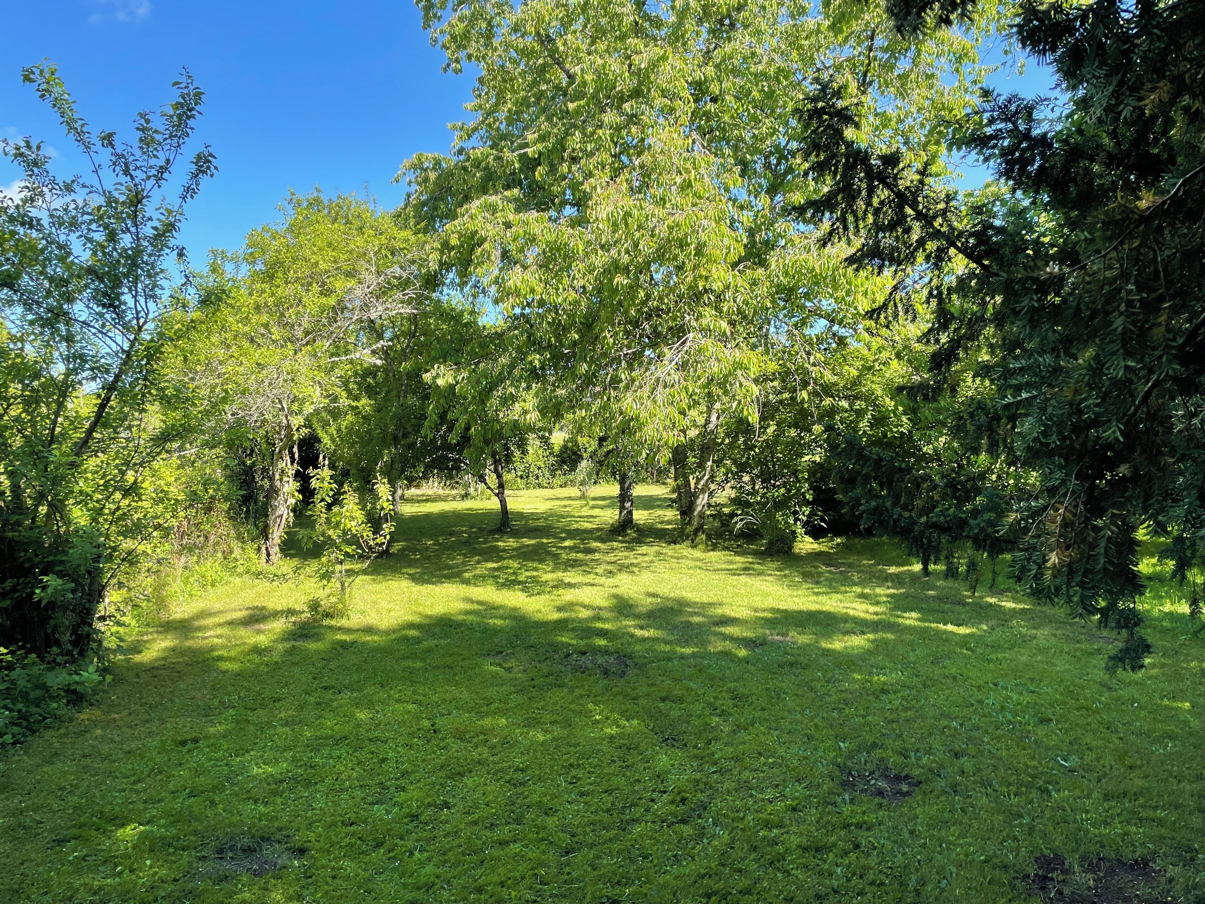 A lush, green park with trees and grass.