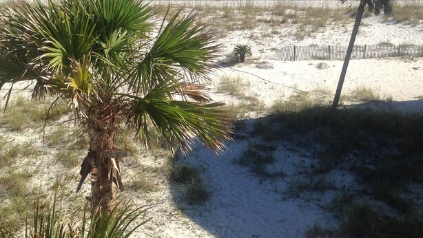 A beach with white sand, a palm tree, and the ocean in the background. - GULF FRONT PENSACOLA BEACH 4BD/3BA HEATED POOL PET FRIENDLY (Gulf Breeze)
