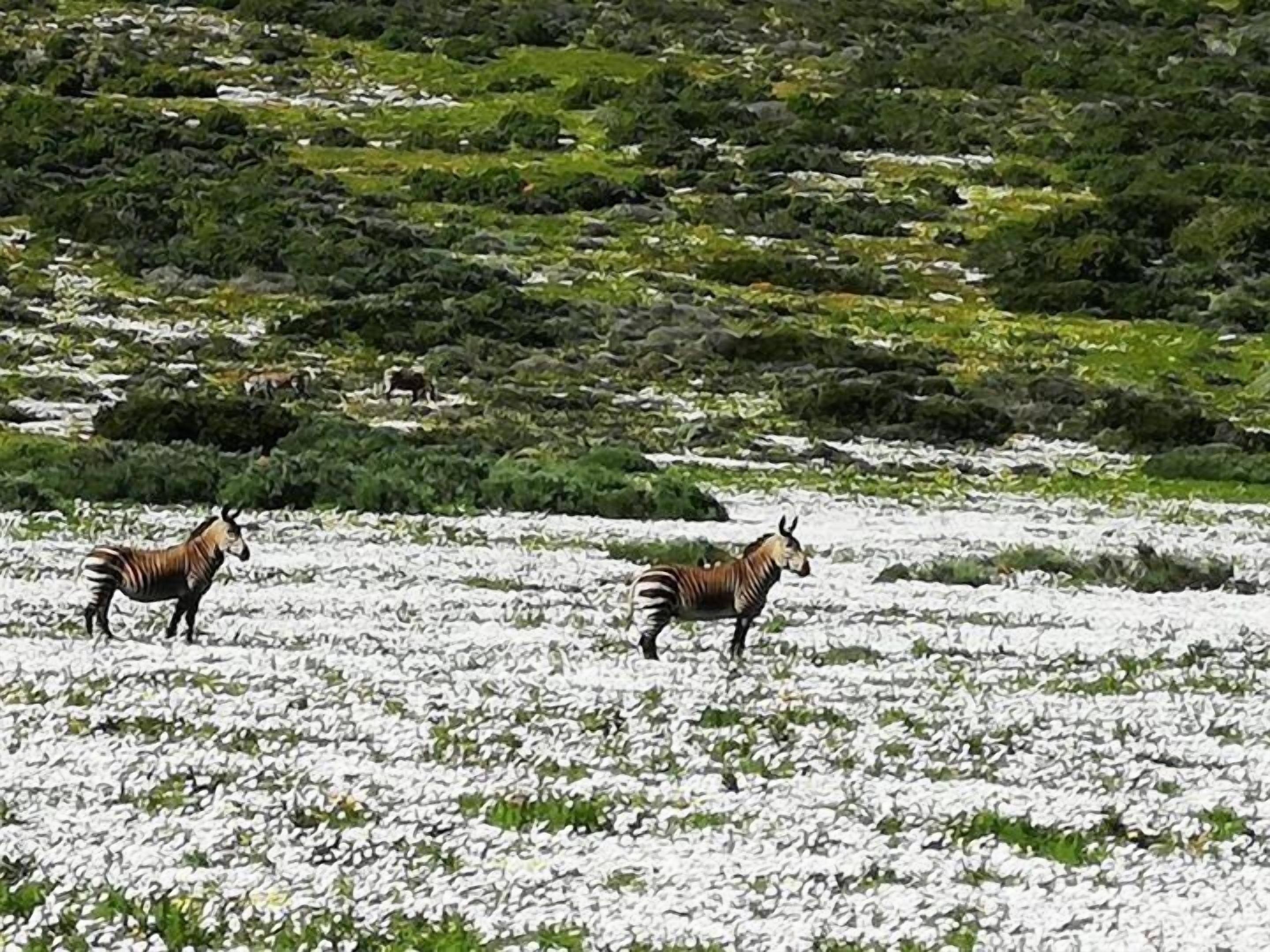 Deux zèbres dans un champ enneigé, avec une végétation verte et luxuriante en arrière-plan.