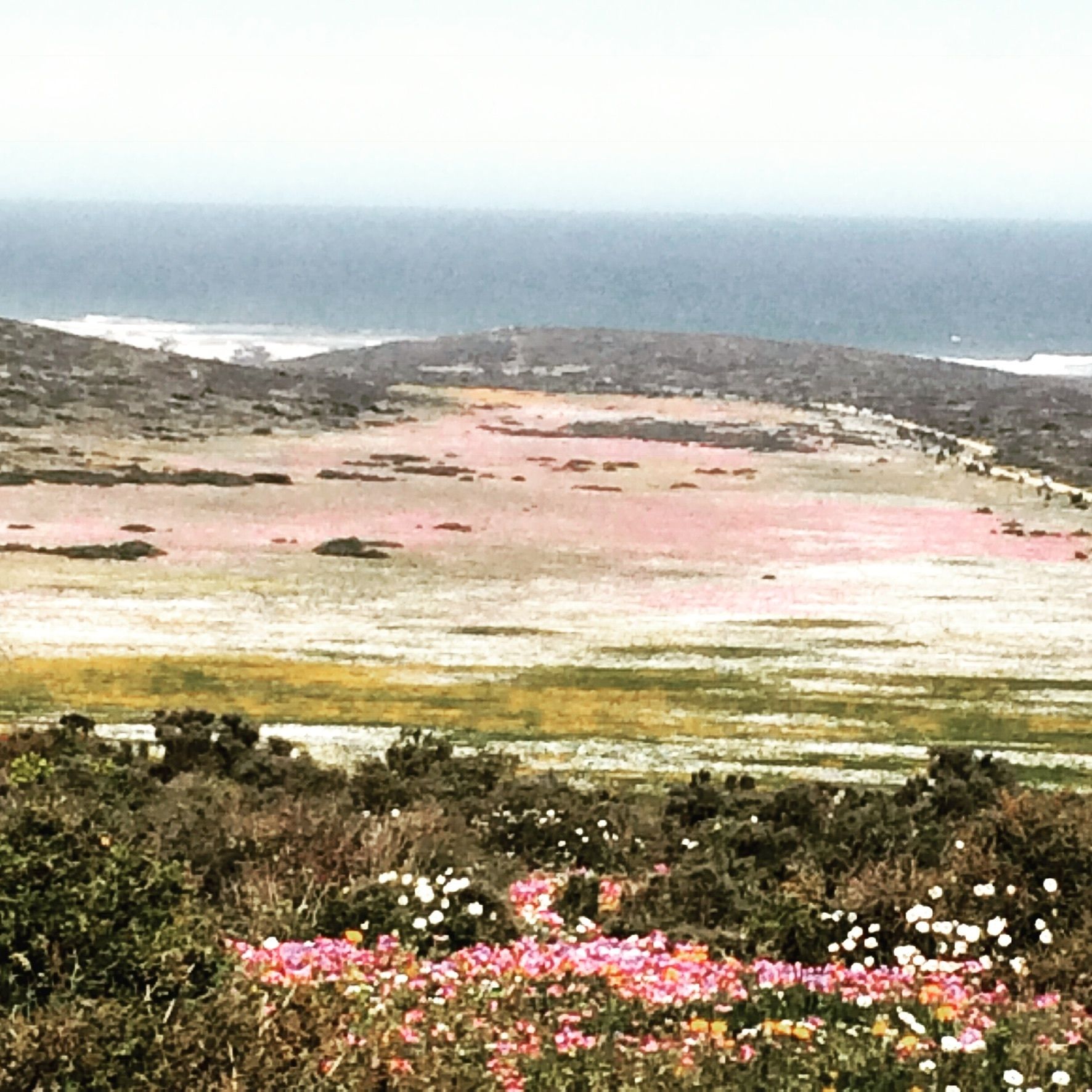 A coastal landscape with a field of pink flowers in the foreground and a rocky shoreline in the background.